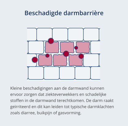 Karakteristieke tekening van een beschadigde darmwand